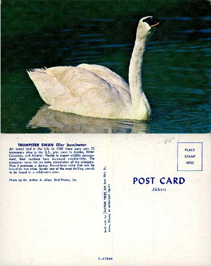 Trumpeter Swan in Water
