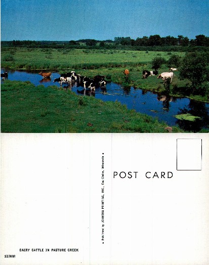 Dairy Cattle in Pasture Creek