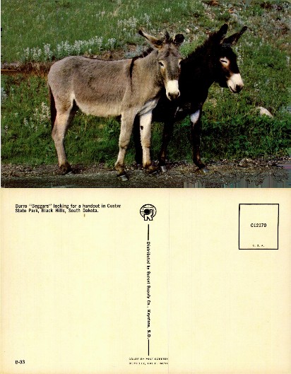 Two Burro "Beggars" on Roadside