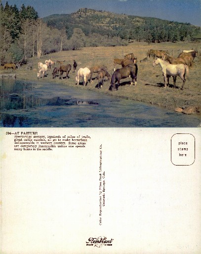 Horses grazing in mountain pasture