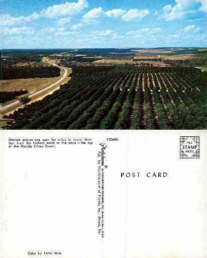 Aerial View of Orange Groves