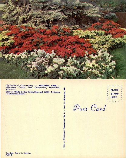 Poinsettia and Cyclamen Christmas Show