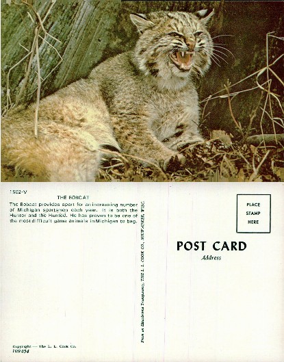 Snarling Bobcat