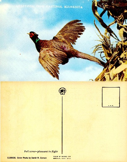 Pheasant in Flight, Fall Scene