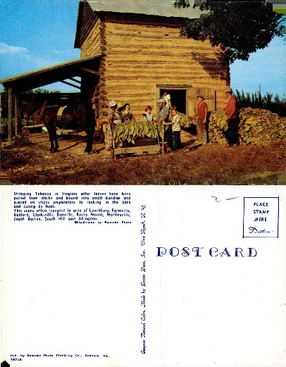 Tobacco Stringing at a Barn in Virginia