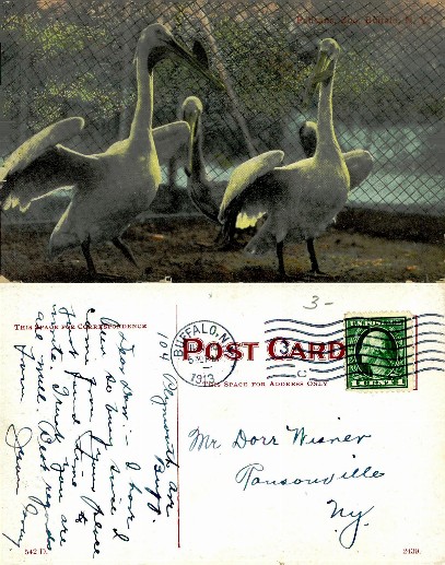 Pelicans in Zoo Enclosure
