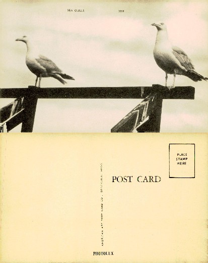 Two Seagulls Perched on a Beam