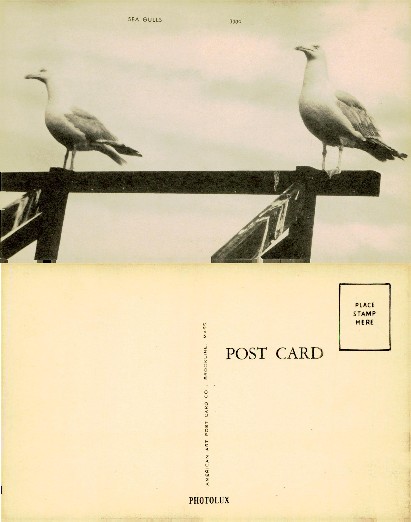 Two Sea Gulls Perched on Wood Structure