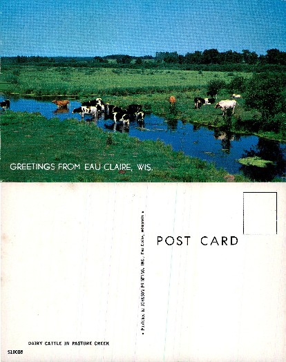 Dairy Cattle in Pasture Creek