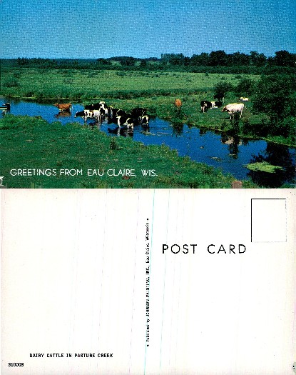 Dairy Cattle in Pasture Creek