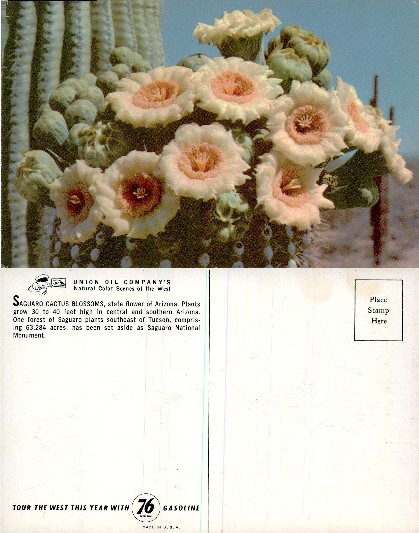 Saguaro Cactus Blossoms in Arizona