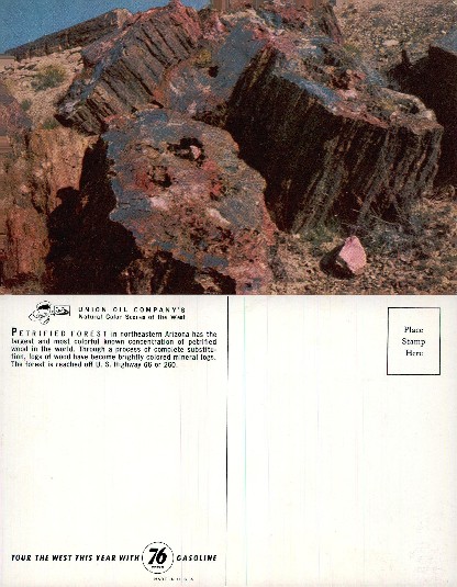 Petrified Wood Logs