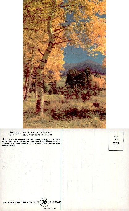 Aspen Trees in Fall with Mountain Peak