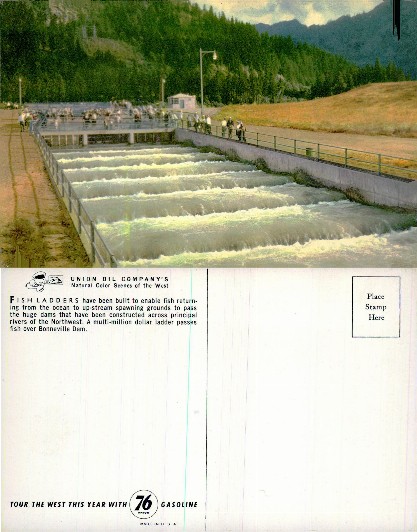 Fish Ladder at Bonneville Dam