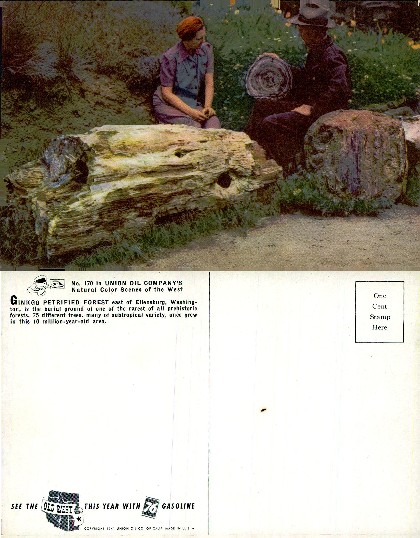 People Viewing Petrified Wood
