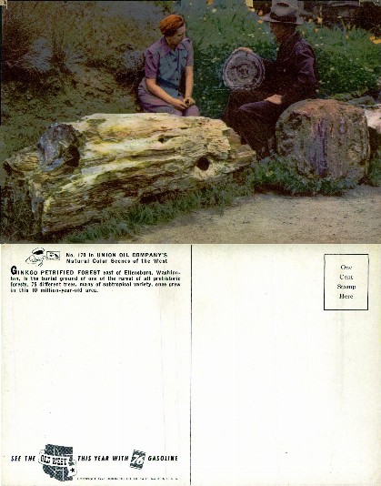 People Viewing Petrified Wood Logs