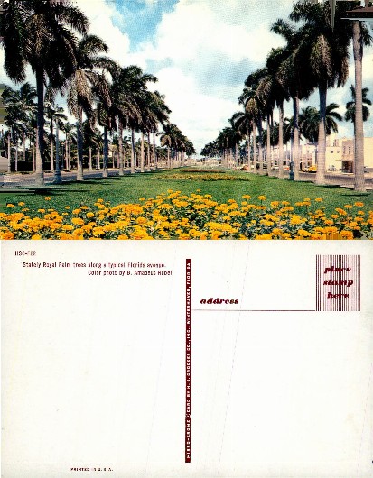 Royal Palm Lined Avenue with Flowers
