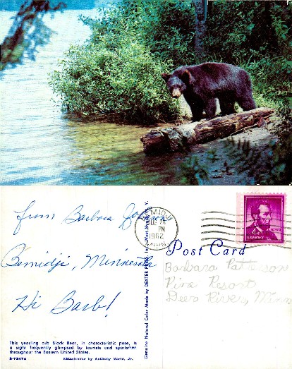 Black Bear by Lake Shore