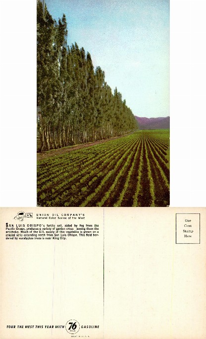 Agricultural Field with Eucalyptus Trees