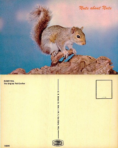 Squirrel on Tree Branch