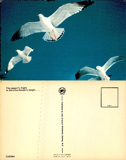 Seagulls in Flight Against Blue Sky