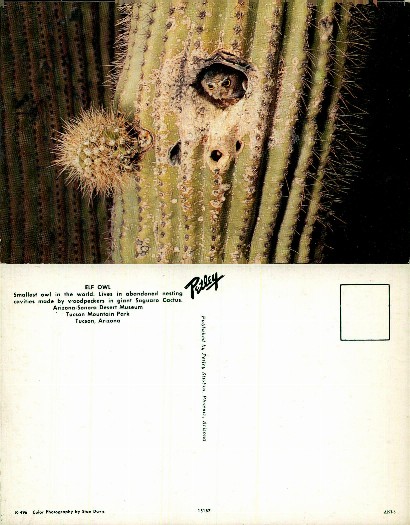 Elf Owl in Saguaro Cactus