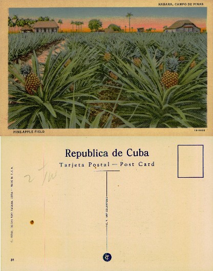 Pineapple Field with Buildings