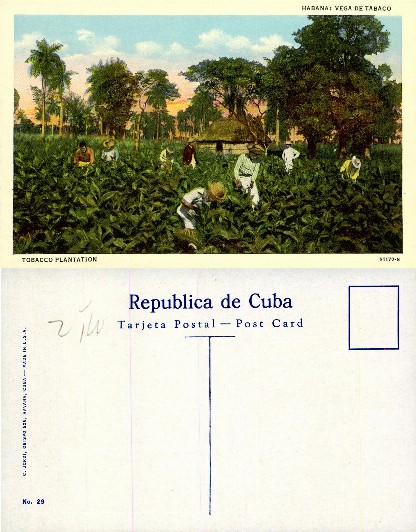Tobacco Plantation with Workers
