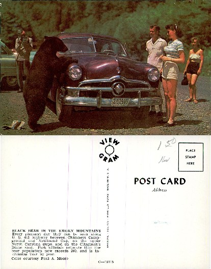 Black Bear with Tourists and Car
