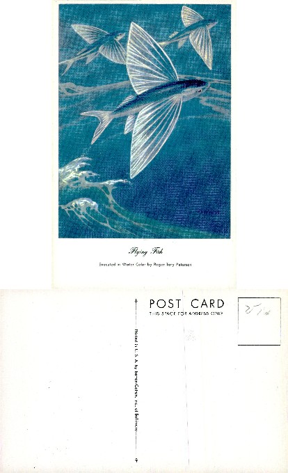Flying Fish by Roger Tory Peterson
