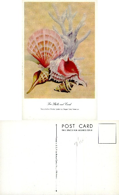 Sea Shells and Coral Still Life