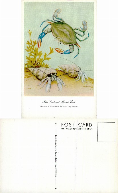 Blue Crab and Hermit Crab Illustration
