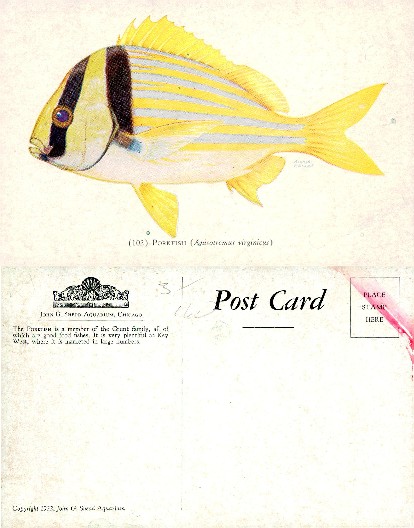 Illustrated Porkfish