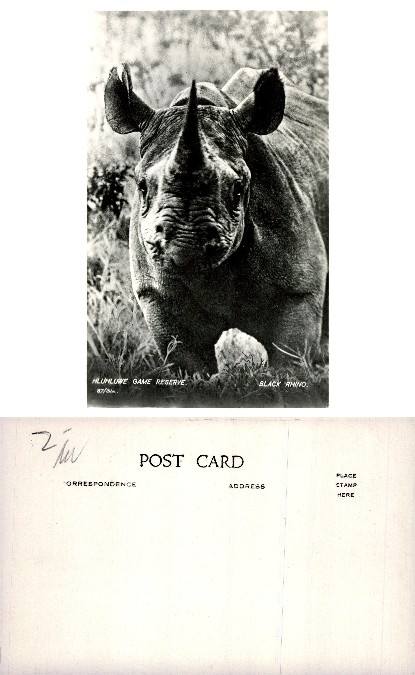 Black Rhino in Hluhluwe Game Reserve