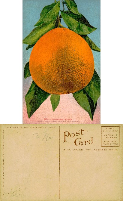 California Orange with Leaves