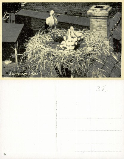 Stork Nest with Chicks on Roof