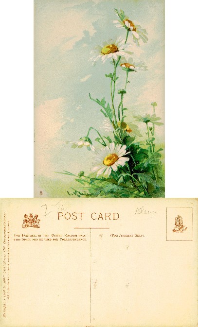 Daisies