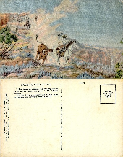 Trapping Wild Cattle