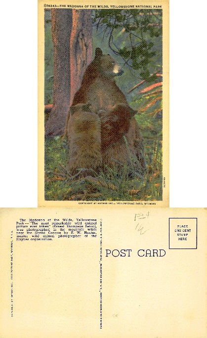 Mother Bear and Two Cubs