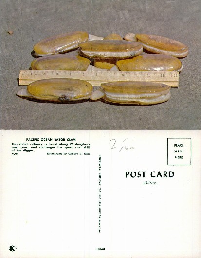 Pacific Ocean Razor Clams with Ruler