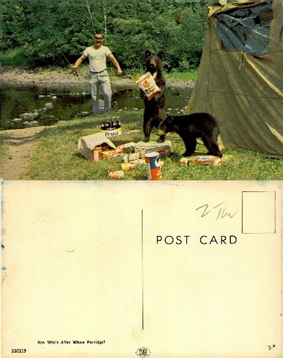 Man and Bears Raid Campsite