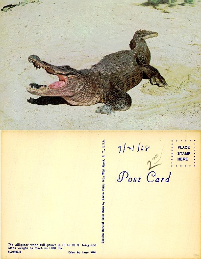 Alligator with Open Mouth