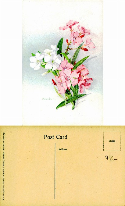 Oleander Flowers Illustration