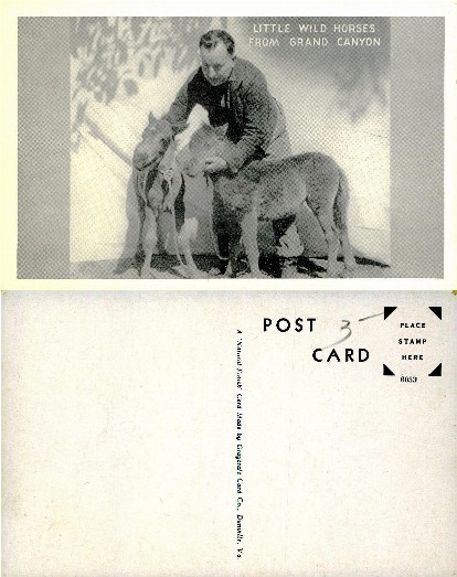 Man with Little Wild Horses