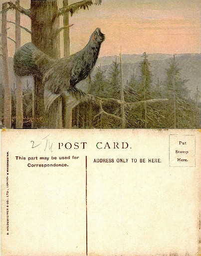 Capercaillie Bird in Forest Landscape