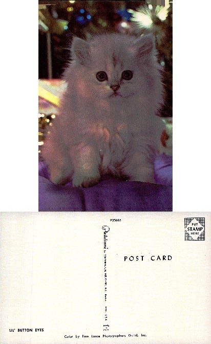 Fluffy White Kitten with Bright Eyes