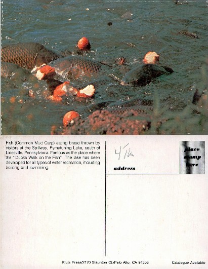 Common Mud Carp Feeding in Lake Spillway