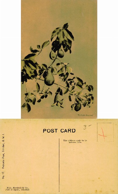 Avocado Pear on Branch, Trinidad