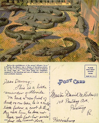 Alligators at a Farm