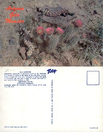 Gila Monsters and Flowering Hedgehog Cactus